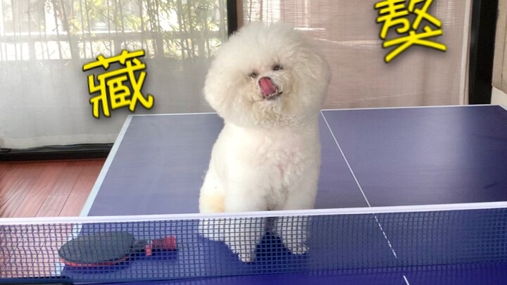 【Anjing Zhang Jike】Sebenarnya aku adalah seekor anjing tibetan mastiff