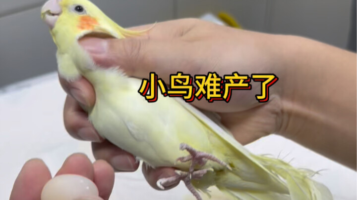 Little bird stuck with an egg — the bird is in distress during labor.