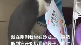 What evil intentions could a little kitten possibly have?