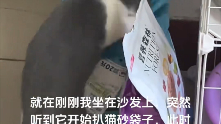 What evil intentions could a little kitten possibly have?