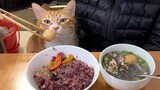 Kucing: Biarkan Aku Mengendusnya Sebelum Kamu Makan