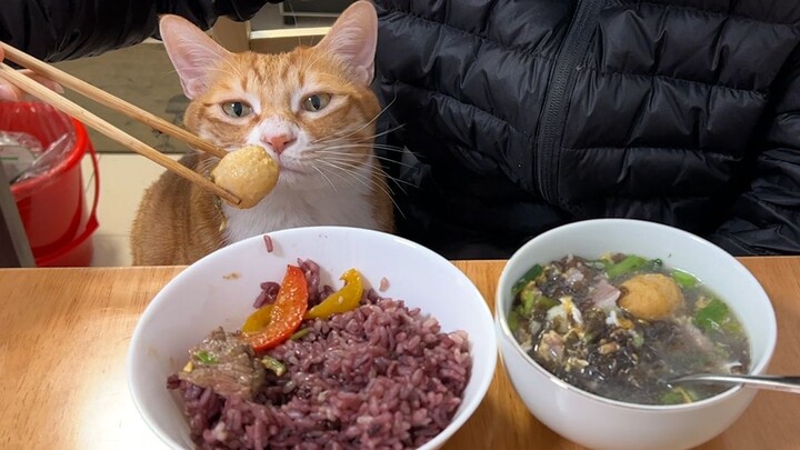 Mèo: Để tui ngửi thử trước khi anh ăn