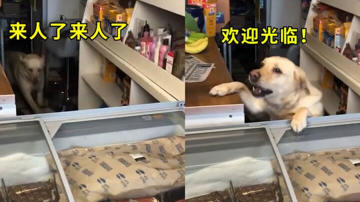 So cute! A smart dog helps its owner run the shop and ring up customers—excitedly greeting every gue