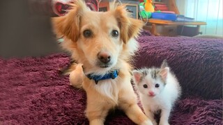 Dobby - Tiniest kitten found on trash become a part of the family 🥰 Save Animal