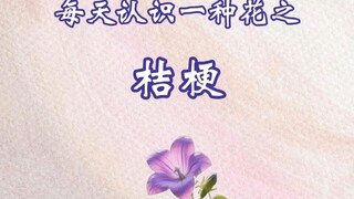 桔梗的花语:“穿越时空的思念”