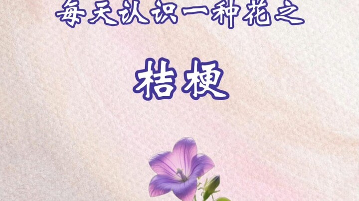 桔梗的花语:“穿越时空的思念”