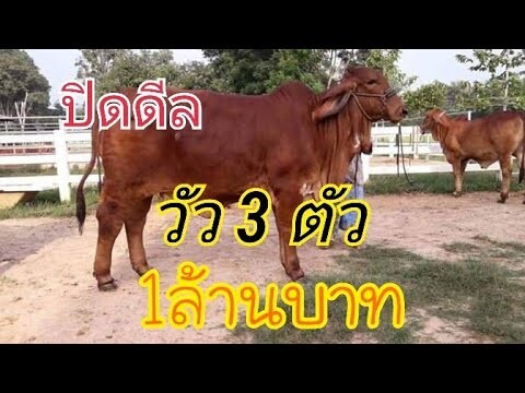 ว๊าวๆ ปิดดีล วัว 3 ตัว1, 000,000 บาท สวยแค่ไหนไปดูกันจ้า|3 cows, 1 million baht