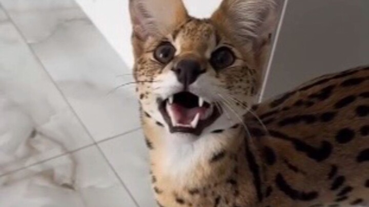 When you gently stroke the caracal, it not only doesn’t resist but actually leaps into your arms!