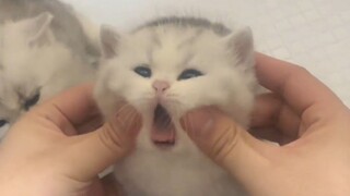 "Dunia tidak bisa berputar tanpa anak kucing"