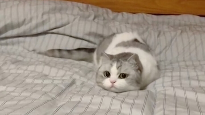 What kind of angel kitten is this! Uncle Duobao