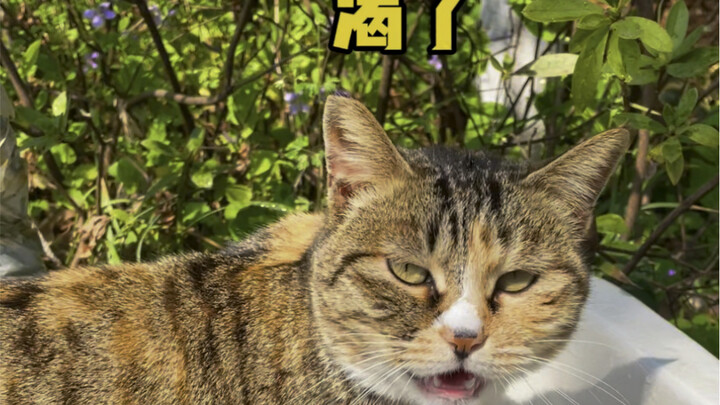 Another Healing Day with My Little Kitty Today!