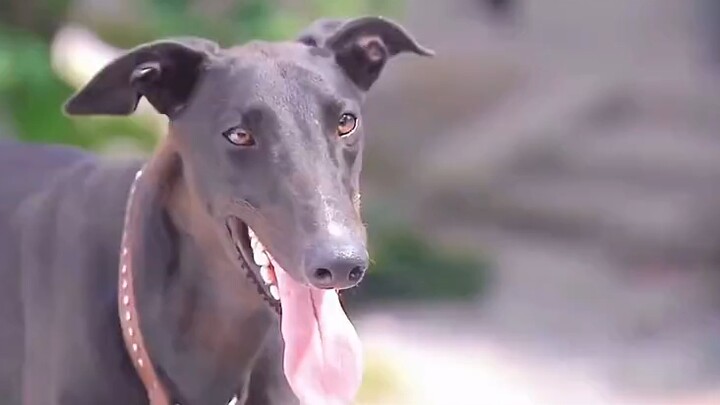 Istri Yang Jian Membenci Anjing Xiaotian dan Malah Ingin Mengusirnya!