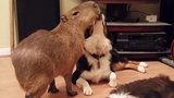 วิดีโอรวบรวมสัตว์เลี้ยง Capybara