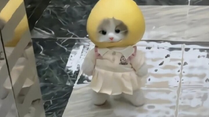 Apakah seluruh dunia akan menyukai kucing kecil malaikat yang imut, ceria, dan menggemaskan ini?