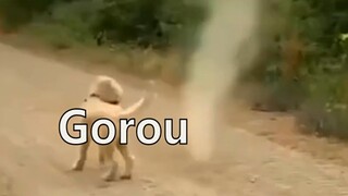 Gorou vs Traveller IRL