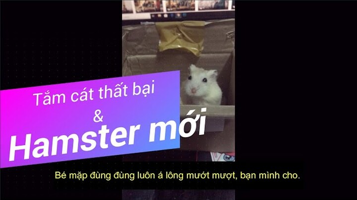 [V-log Pet 5] TẮM CÁT CHO HAMSTER THẤT BẠI VÀ BẠN HAMSTER MẶP MỚI