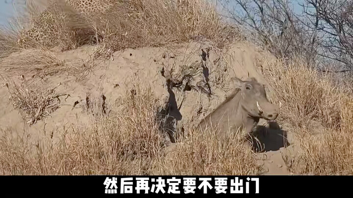 Warthog: Who’s snoring?
