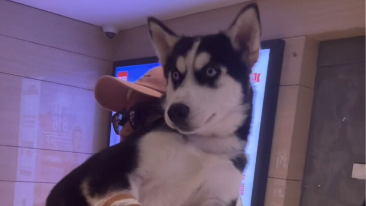 Đời chó bảy tháng còn thú vị hơn cả bảy năm của người khác, đúng là không hổ danh Husky!