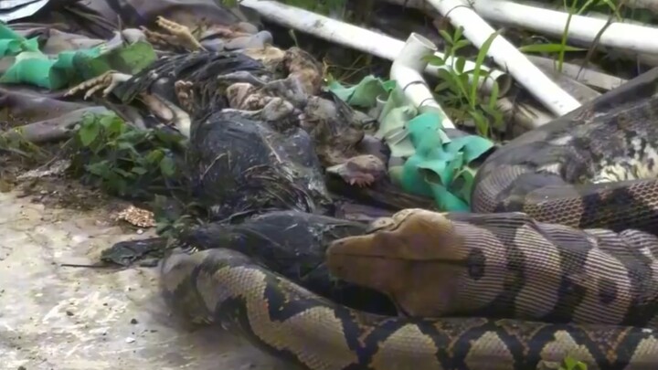 A 4-meter-long python swallowed eight chickens belonging to a villager. Upon seeing the police, it i