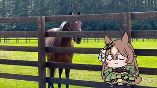 【赛马娘狸动画s】是里见光钻真马哦!