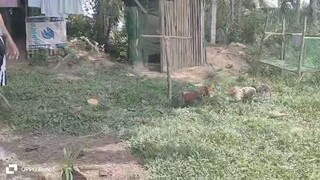 first  Spar palang yang lambohon ko😁#NJCgamefowl‼️🐓 #Backyardbreeder‼️🐓 #saBukid‼️🐓