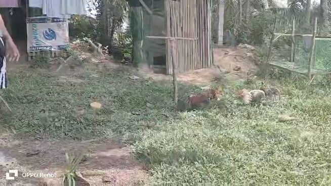 first  Spar palang yang lambohon ko😁#NJCgamefowl‼️🐓 #Backyardbreeder‼️🐓 #saBukid‼️🐓