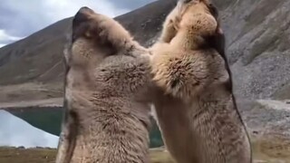 Nếu không muốn gặp rắc rối lớn, đừng lại gần những loài động vật này khi đi dã ngoại