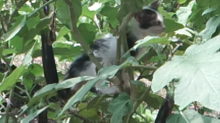 little miming climb in the eggplant 🍆🍆😊😊😘😘❤️