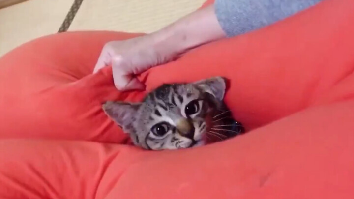 Hide, Meow Meow Meow