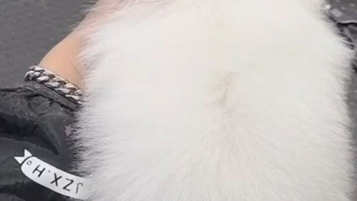 tắm chó nè mọi người ơi