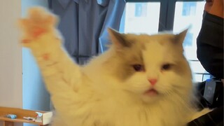Saya takut kucing bisa bela diri
