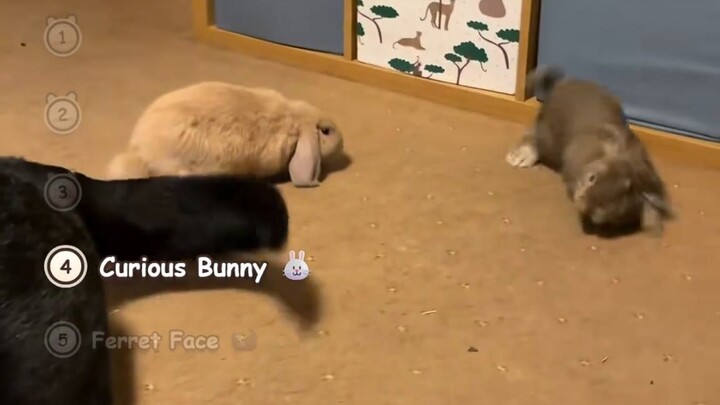 Tiny Pets, HUGE Personalities: Ferret, Bunny, Frog & Hammy Moments