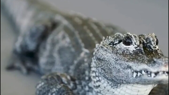 Is the Chinese Alligator a Total Loser?!