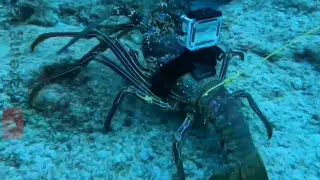 Secret life of a lobster ðŸ¦ž ðŸ¤¯ðŸ˜±ðŸ˜³