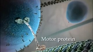 运输蛋白拖着一袋多巴胺，为了让你我不难过