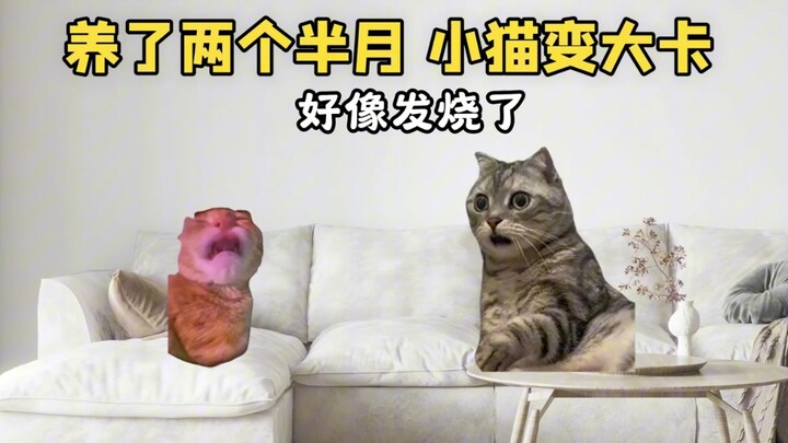 When you want to get a cat