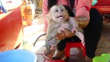 Adorable Baby Monkey Maku Crying Seizure Cuz Mom Clean His Diaper Before Drink Milk