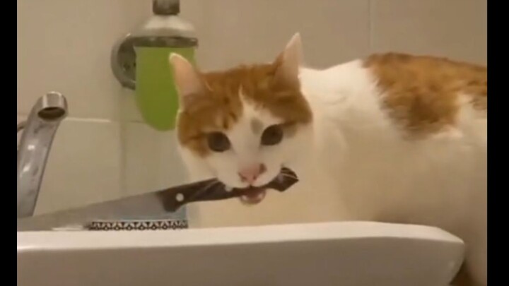 Động vật|007 - Đặc công mèo cam