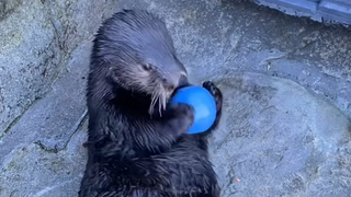 海獭咬咬球