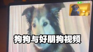 ลูกหมาคุยวิดีโอกับเพื่อนหมาที่ไม่ได้เจอกันมานาน~อ๊าววว~เพื่อน ฉันคิดถึงนายนะ~