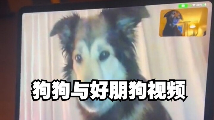 小狗与许久未见的好朋狗视频通话~嗷呜~朋友，我想你啦~