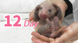 [Hewan] Bayi panda menggemaskan yang baru lahir 12 hari