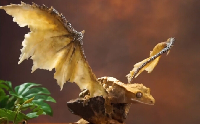 Ini makhluk hidup, bukan spesimen! Nih, lihat sendiri betapa gagahnya reptil peliharaan yang dirawat