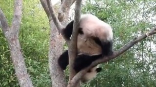 Lạc Bảo: Ai mà chưa xem tôi nhào lộn một tay cơ chứ!