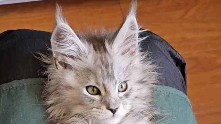 Bốn bước đơn giản để trở thành “con ngoan” trong mắt mèo cưng. Mèo ở nhà hư quá? Học ngay thôi!