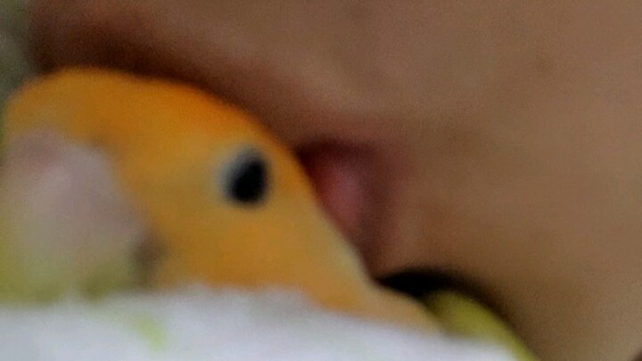 【Blossom-headed Parakeet】Cute for only three seconds