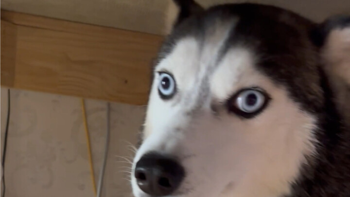 Just finished filming the last heartwarming video, and his brother already pooped—but I hadn’t notic