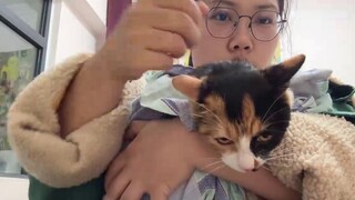 Saya mengambil 7 kucing, 6 di antaranya betina...