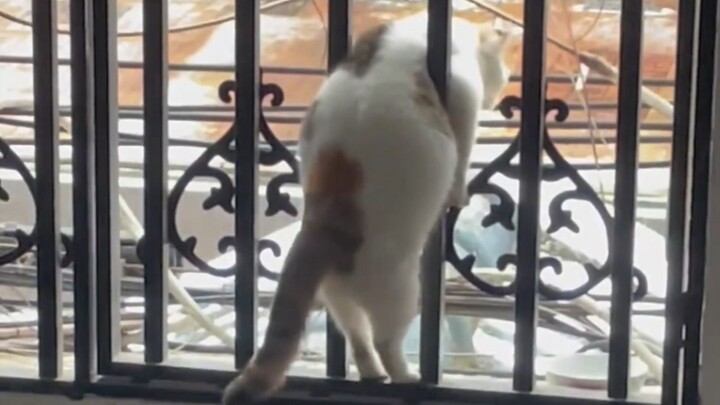 Cat: I give up