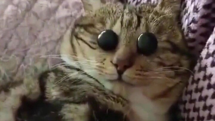 أخيرًا عرفت لماذا تكره القطط الكلاب!